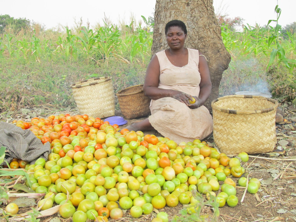 Productive: A lady farmer grading her tomatoes in her garden