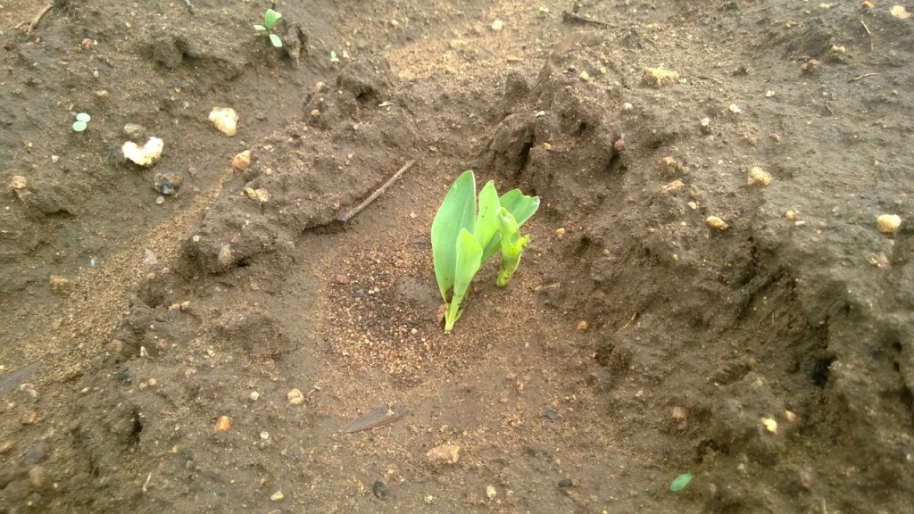 The seed germinated